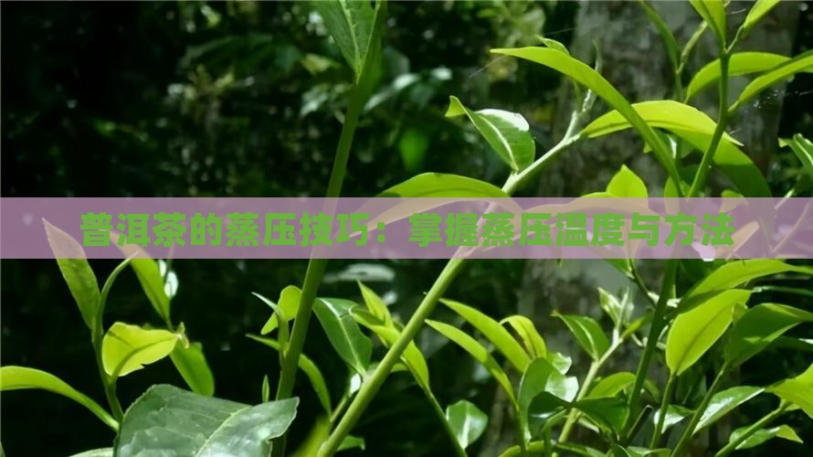 普洱茶的蒸压技巧