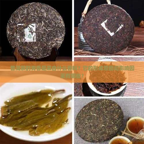 普洱茶的青香是什么香料