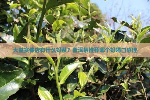 大益实体店有什么好茶