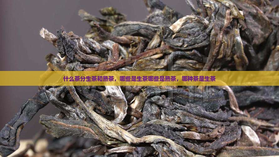 什么茶分生茶和熟茶