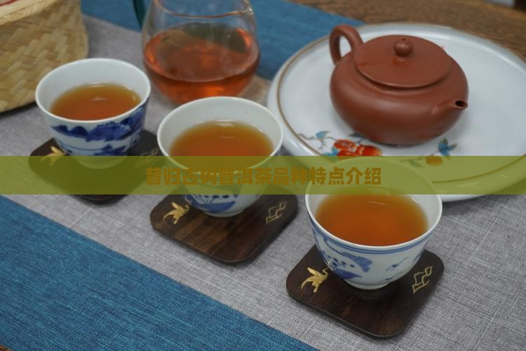 昔归古树茶又那些特点介绍
