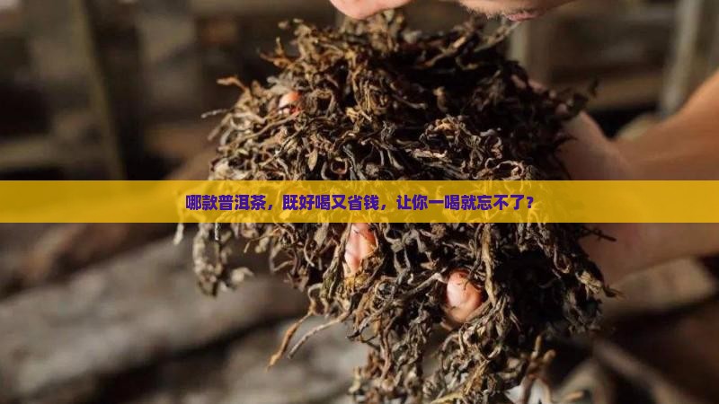普洱茶加工哪家好喝又实惠