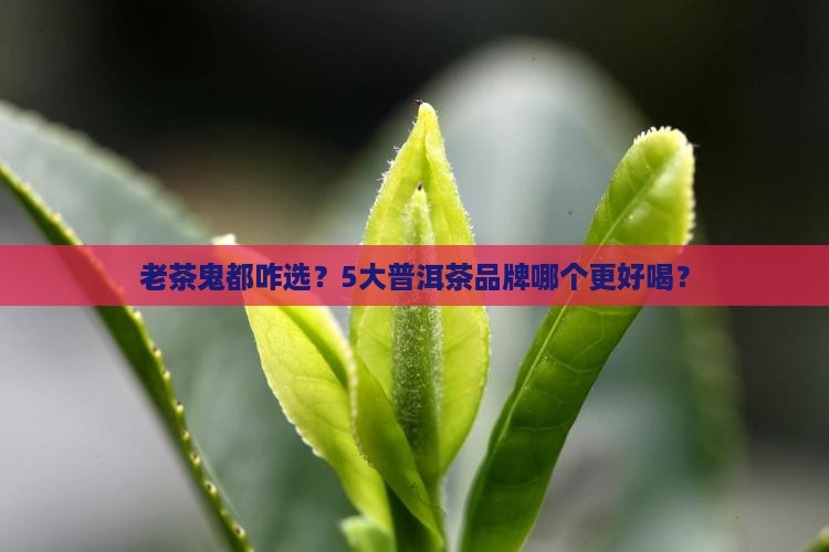5大普洱茶品牌好