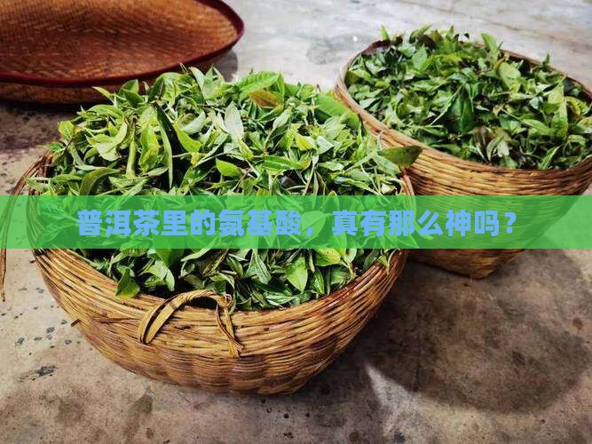 普洱茶氨基酸功效与作用