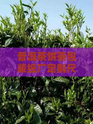 普洱茶饼茶包装纸厂