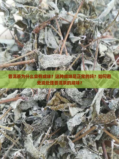 普洱茶咸味怎么回事 普洱茶咸味怎么回事