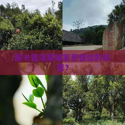 那卡普洱茶哪个牌子好