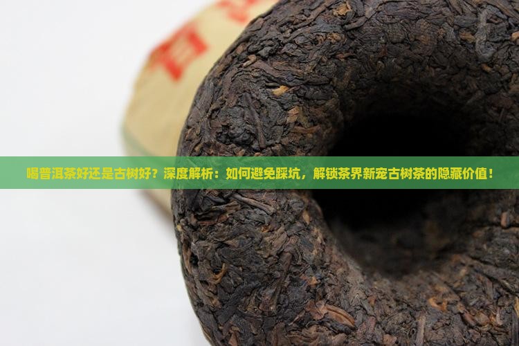 喝普洱茶好还是古树好