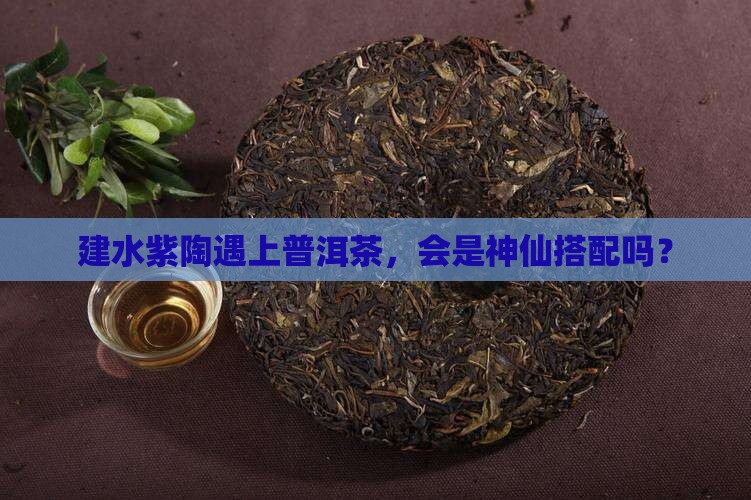 建水紫陶可以放普洱茶嘛