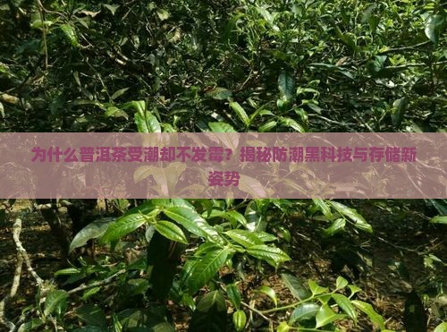 普洱茶受潮而不发霉
