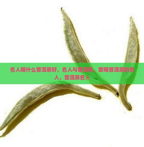 名人喝什么普洱茶