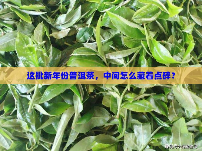 新年份普洱茶中间有点碎