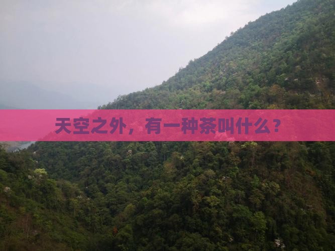 世界上面有什么茶
