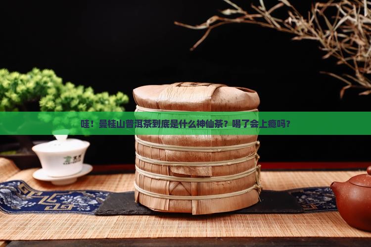 曼桂山普洱茶是什么茶