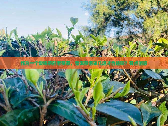 普洱茶泡多大合适比较好