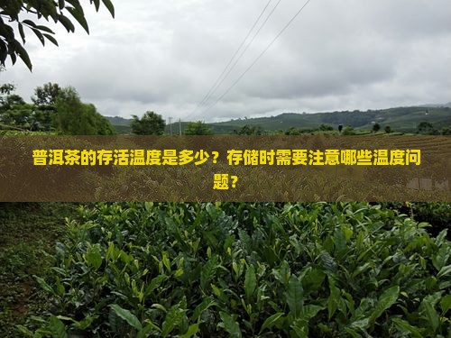 普洱茶存活温度
