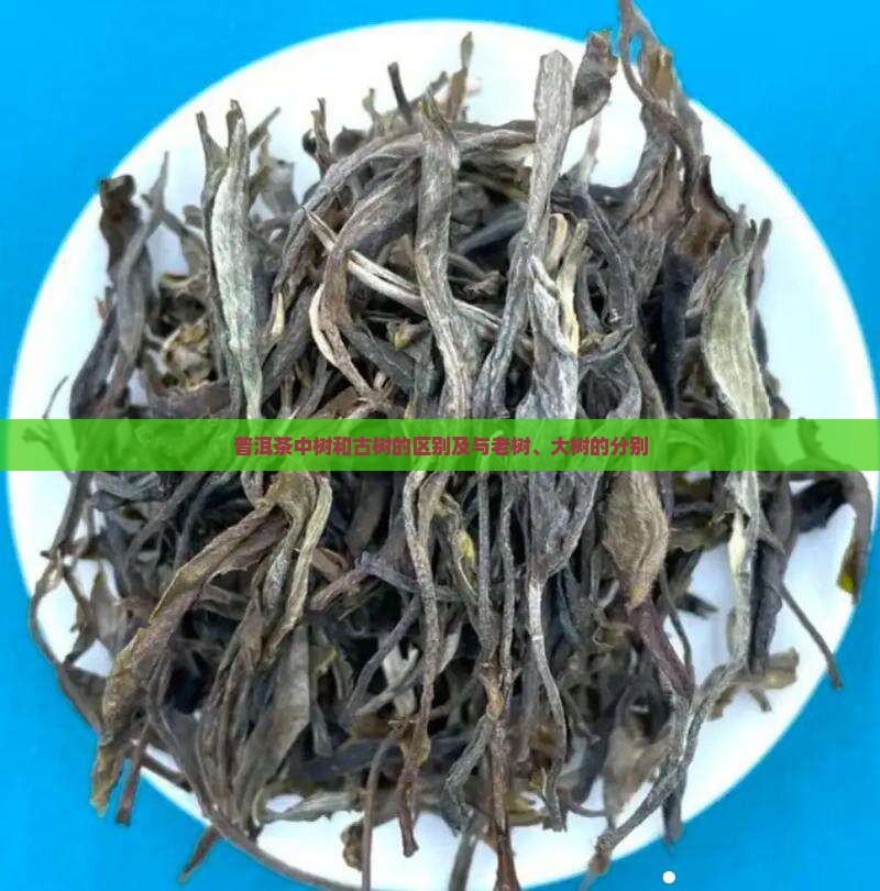 普洱茶中树和古树的区别