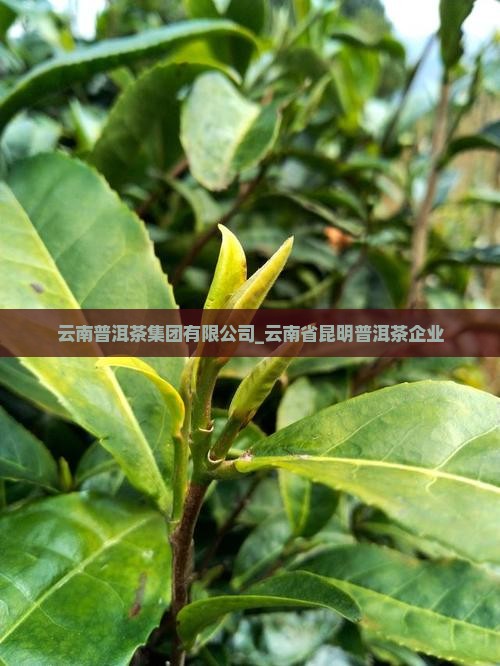 利酷搜昆明普洱茶公司