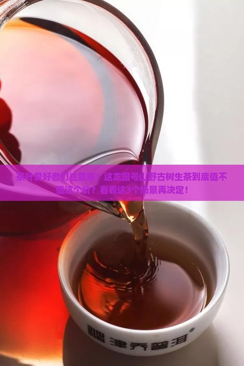 龙园号山野古树生茶价格