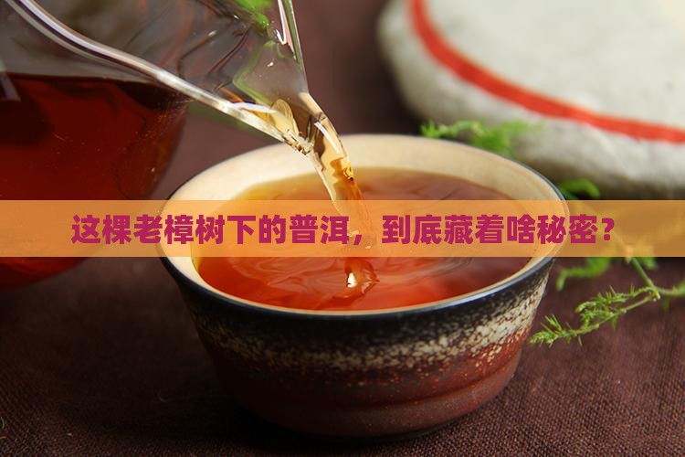 樟树老树普洱茶