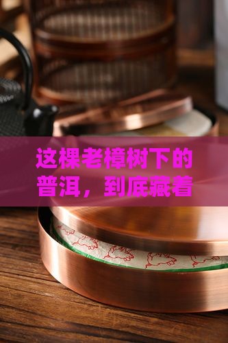 樟树老树普洱茶