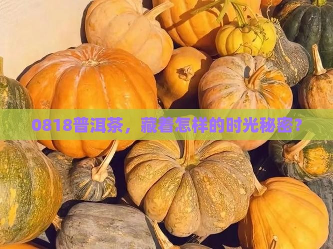 0818普洱茶代表什么