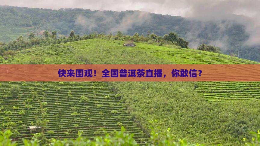 全国普洱茶直播