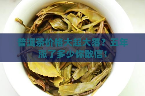 五子登科普洱茶历年价格