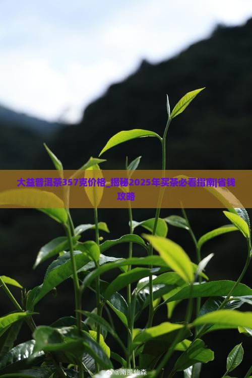 大益普洱茶357克价格