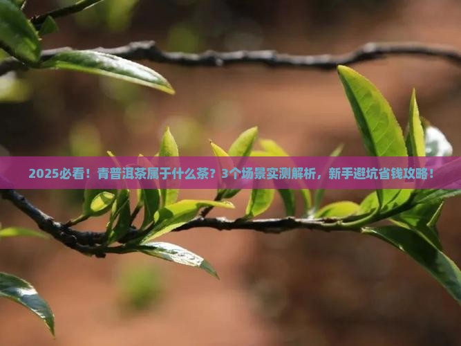 青普洱茶属于什么茶