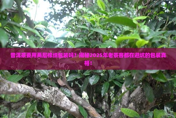普洱茶要用两层棉纸包装吗