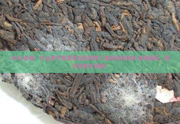 什么牌子普洱茶比较好喝