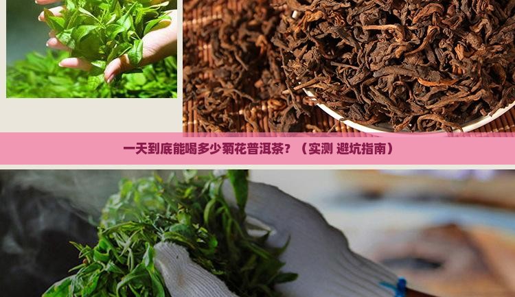 菊花普洱茶一天可以喝多少