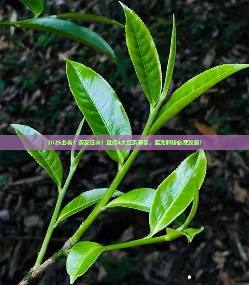 哪些茶属于红茶简述4大红茶品种