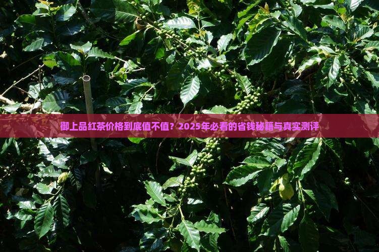 御上品红茶价格