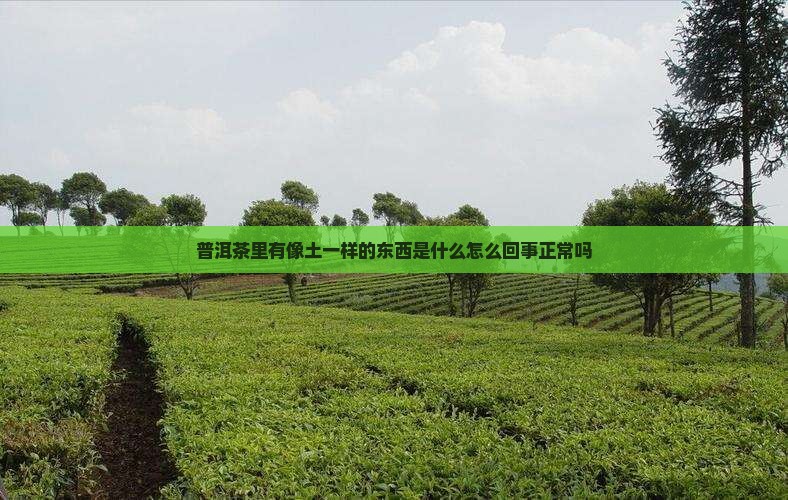 普洱茶里有像土一样的东西