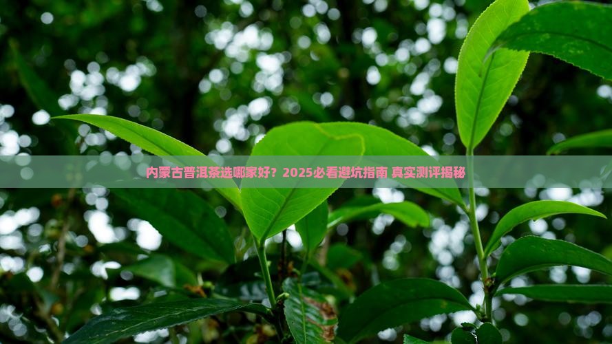 内蒙古普洱茶选哪家好茶
