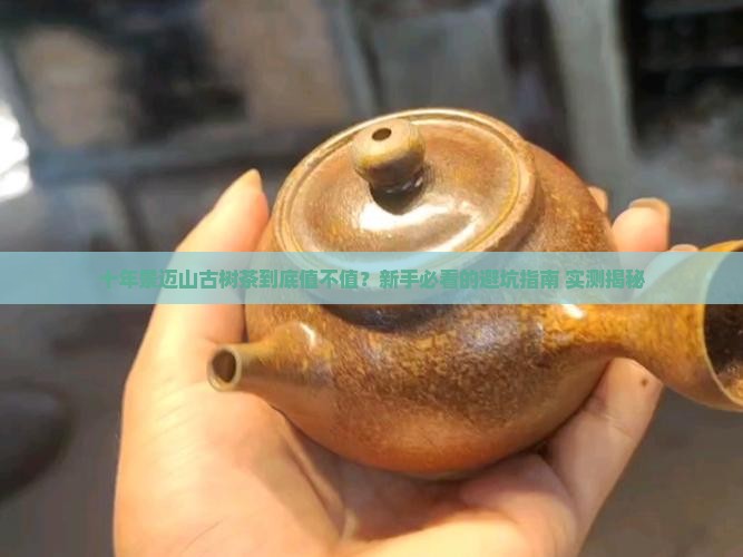 景迈山古树乔木普洱茶十年