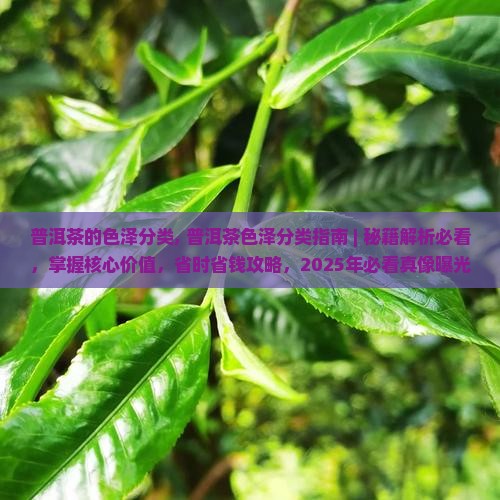 普洱茶的色泽分类
