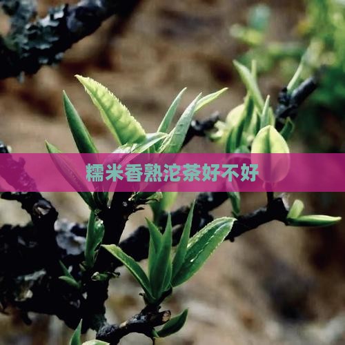 糯米香熟沱茶好不好