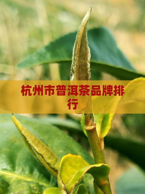 杭州市普洱茶品牌