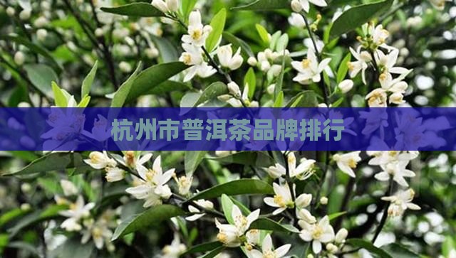 杭州市普洱茶品牌