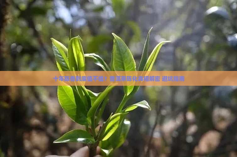 普洱茶十年陈香