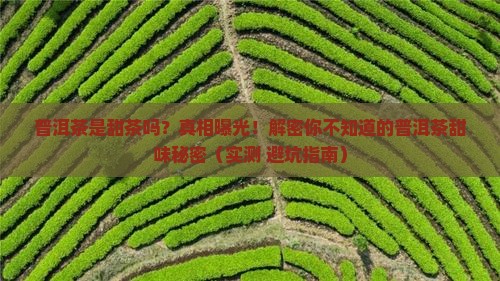 普洱茶是甜茶吗