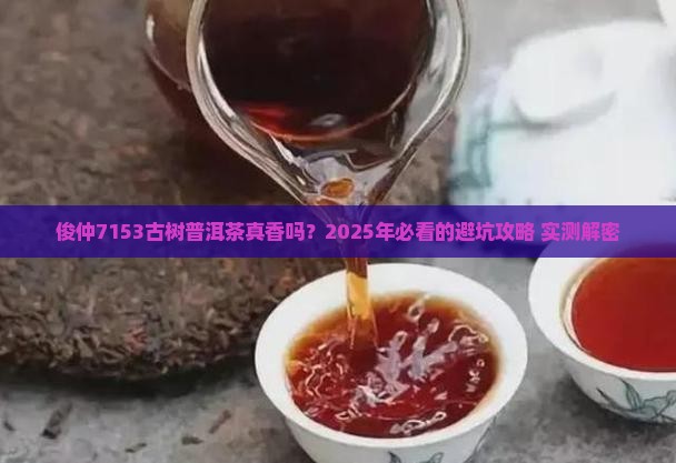 俊仲7153古树普洱茶好不