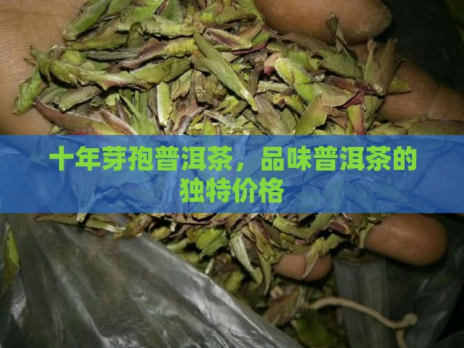 十年芽孢普洱茶
