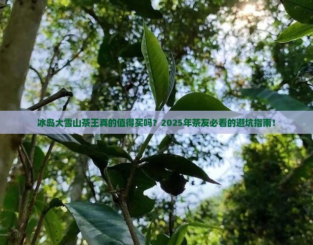 冰岛大雪山茶王