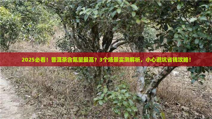 普洱茶含氟量最高
