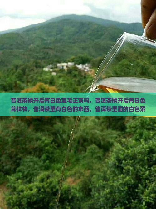 普洱茶撬开后有白色茸