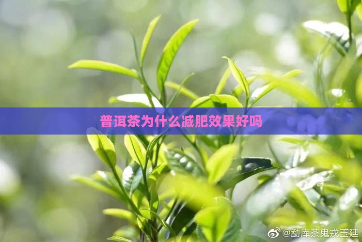 普洱茶为什么减肥效果好吗
